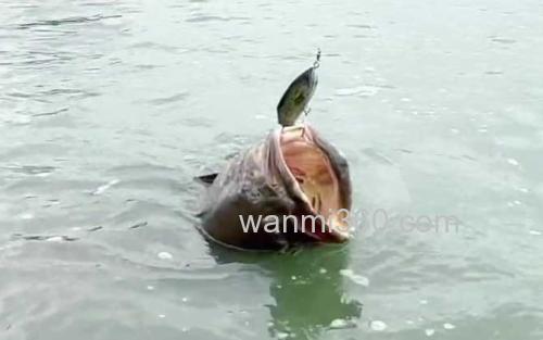 龙趸鱼_2