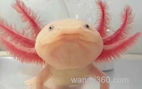 六角恐龙鱼_0