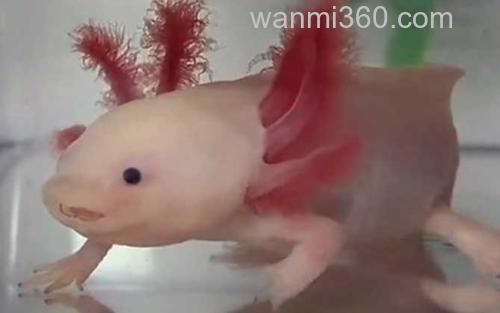 六角恐龙鱼_1