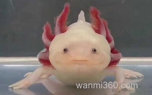六角恐龙_0