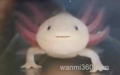 六角恐龙鱼_1