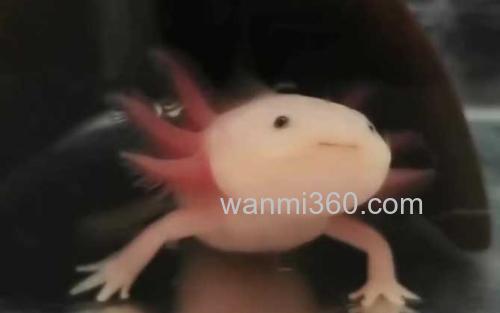六角恐龙鱼_0