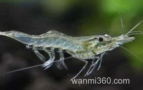 秀丽白虾_5
