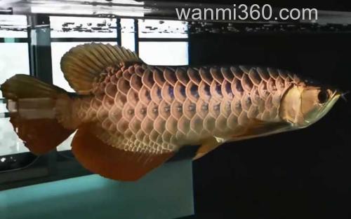 龙鱼_1