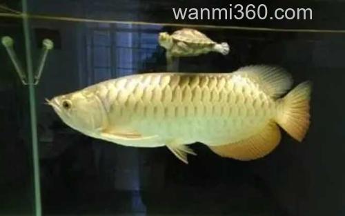 金龙鱼_1