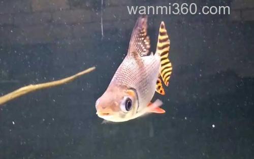 飞凤鱼_1