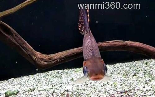 飞凤鱼_1
