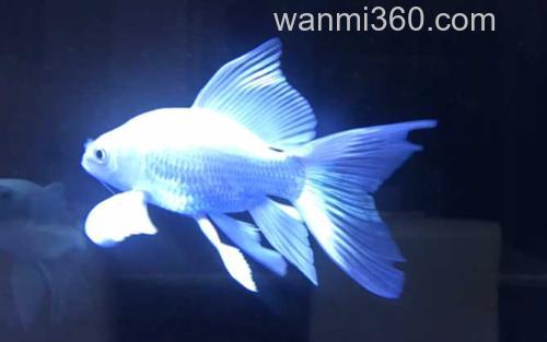 蝴蝶鲤_4
