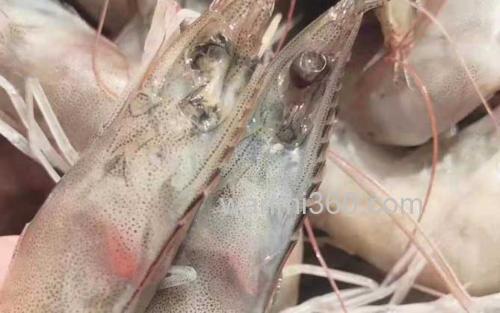 厄瓜多尔白虾_0