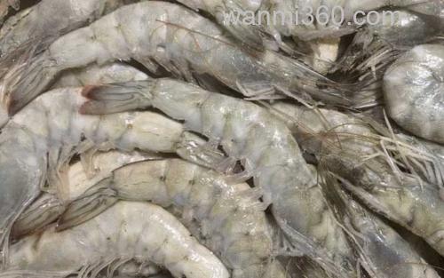 厄瓜多尔白虾_2