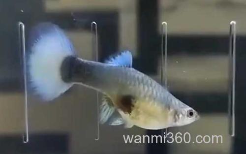 孔雀鱼_4