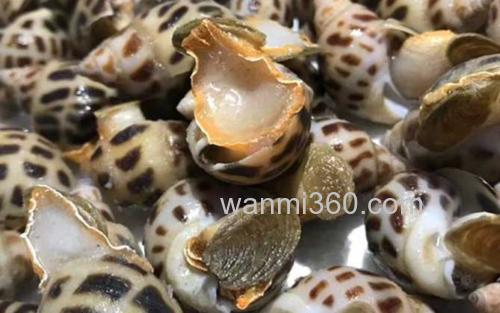 东风螺_3