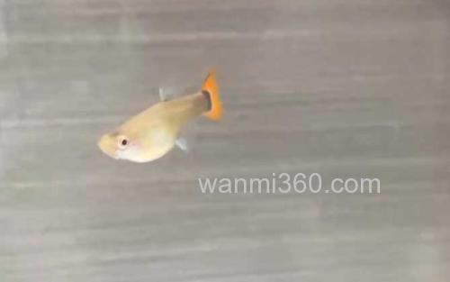 孔雀鱼_3