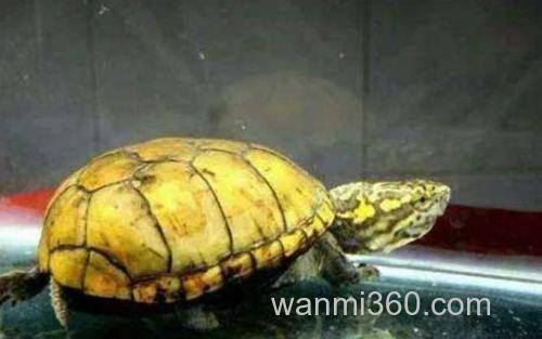 头盔蛋龟_5