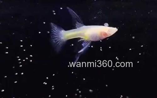 孔雀鱼_1