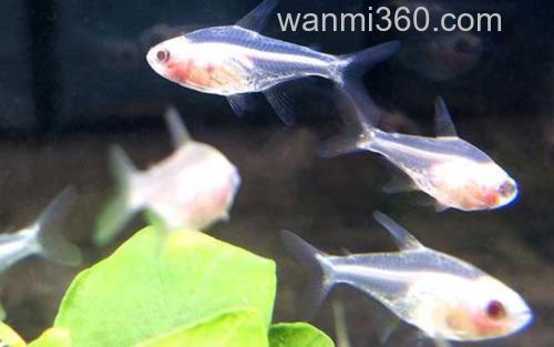 玻璃拉拉鱼_1