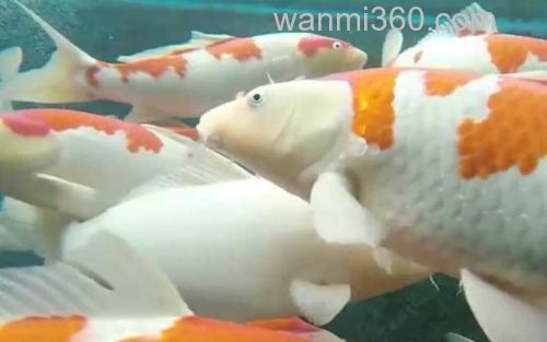 锦鲤_2