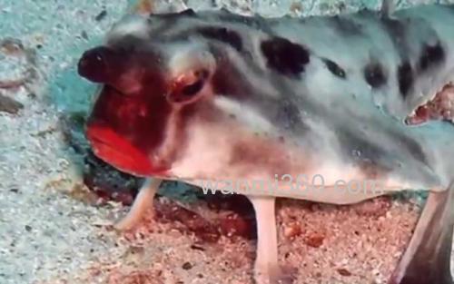 蝙蝠鱼_0