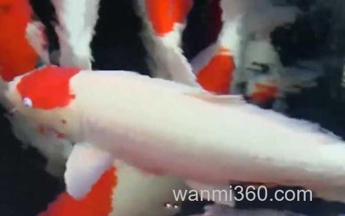 锦鲤_4