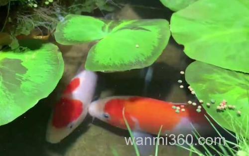 鱼_1