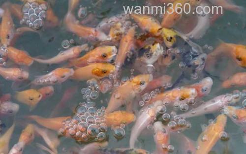 锦鲤_3