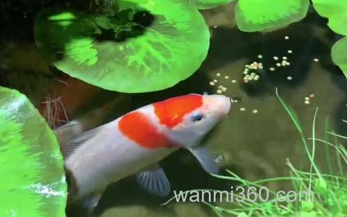 锦鲤_1