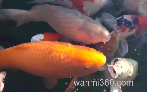 锦鲤鱼_5