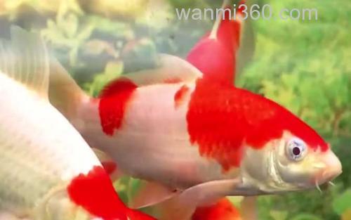 锦鲤_2