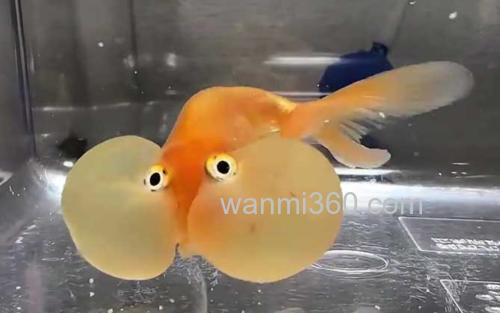 水泡金鱼_0