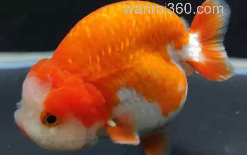 金鱼_1
