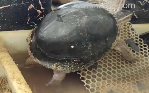 安布闭壳龟_3