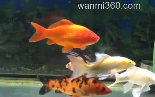 金鱼_0