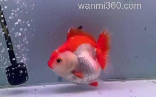 金鱼_3