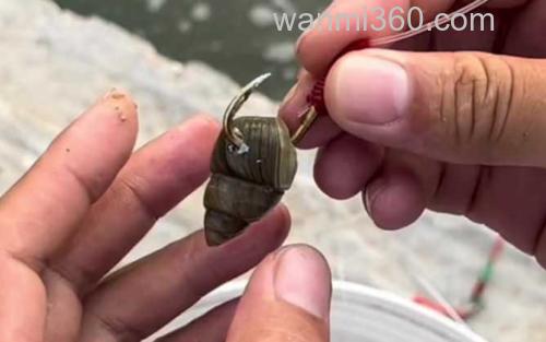 螺蛳钓鱼_2