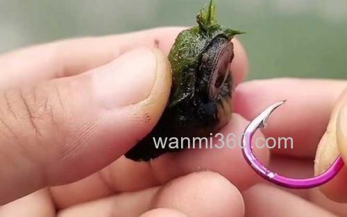 螺蛳钓鱼_0