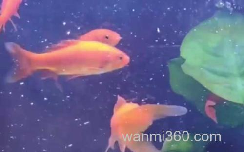 金鱼_2