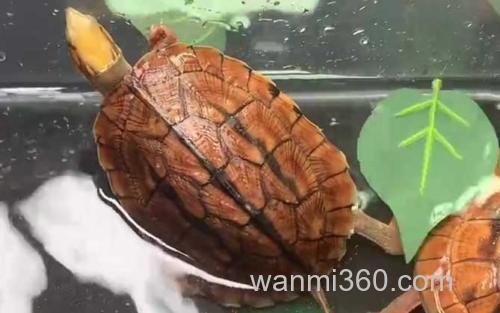 金钱龟_0