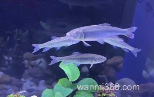 马口鱼_0