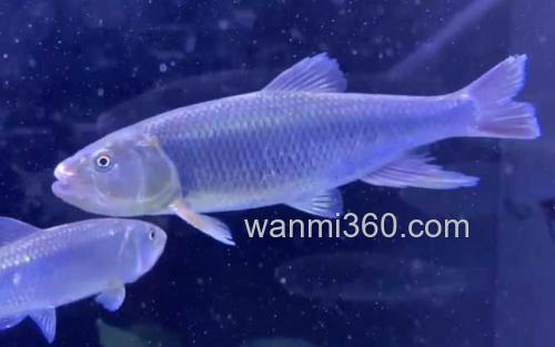 马口鱼_3