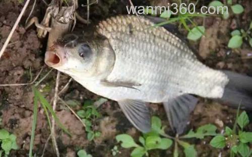 蚯蚓钓鲫鱼_3