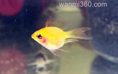金波子鱼_2