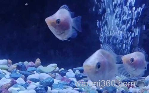 接吻鱼_2