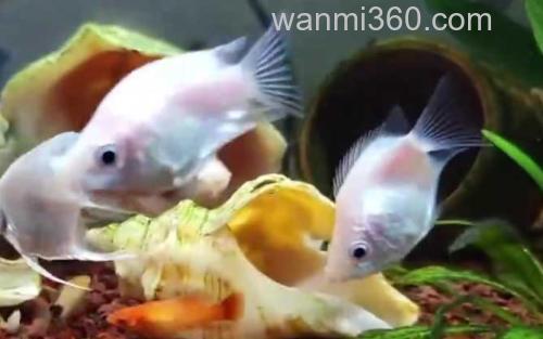 接吻鱼_2