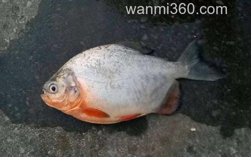 钓鲳鱼_1