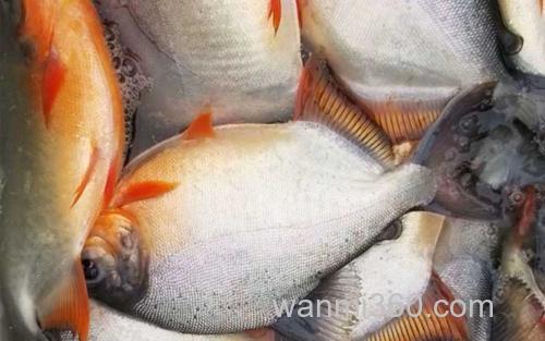 淡水白鲳_1