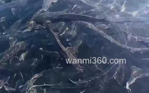 鲟鳇鱼_1