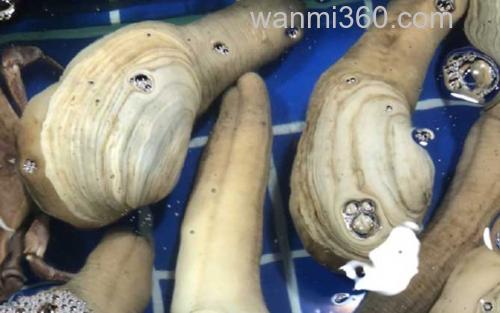 象拔蚌_1