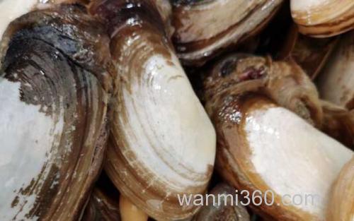 象拔蚌_2