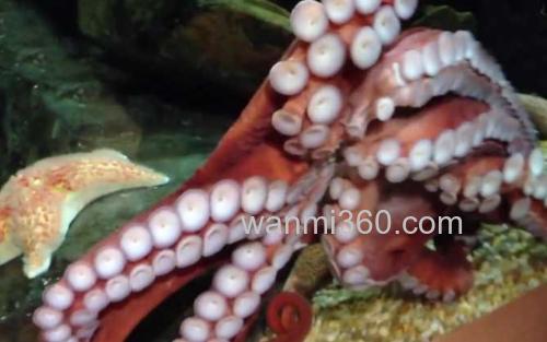 北太平洋巨型章鱼_3