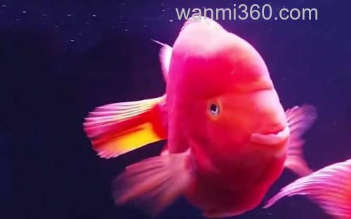 红元宝鹦鹉鱼_2